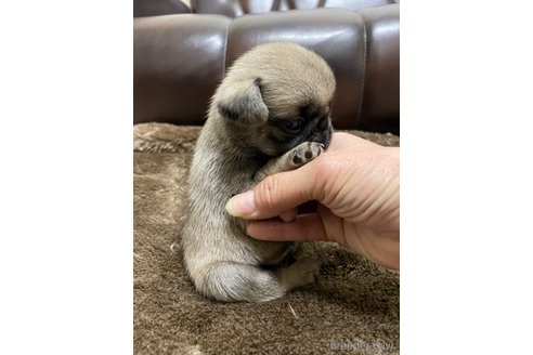 成約済の滋賀県のパグ-271222の3枚目