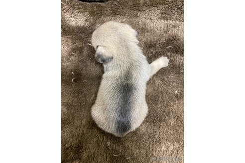 成約済の滋賀県のパグ-271222の4枚目