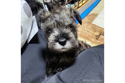 成約済の岡山県のミニチュアシュナウザー-272121の15枚目