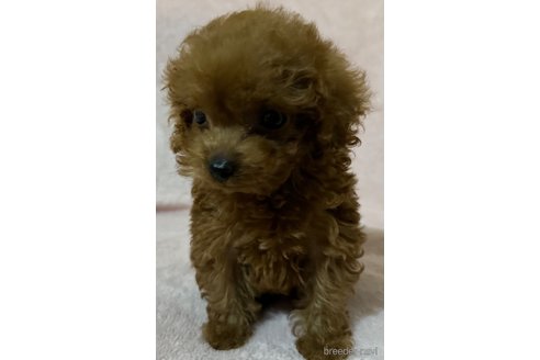成約済の静岡県のティーカッププードル-275958の4枚目