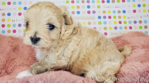 成約済の愛知県のマルプー:マルチーズ×トイプードル-271850の11枚目