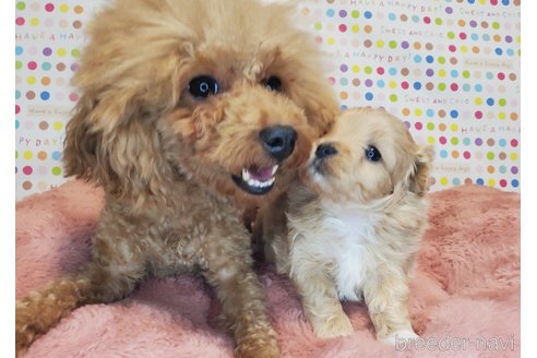 成約済の愛知県のマルプー:マルチーズ×トイプードル-271850の10枚目