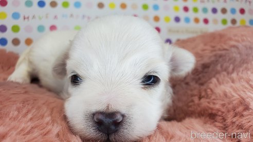 成約済の愛知県のマルチーズ-273915の32枚目