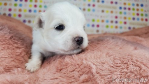 成約済の愛知県のマルチーズ-273915の33枚目