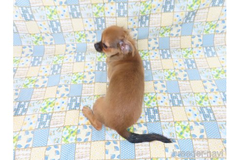 成約済の千葉県のチワワ(ロングコート)-259973の3枚目