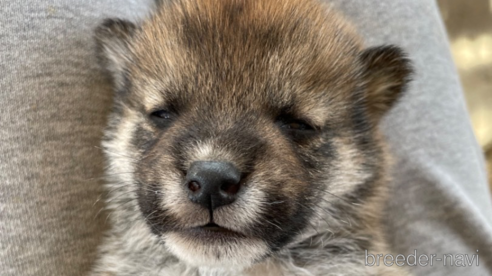 成約済の広島県の柴犬-274106の6枚目