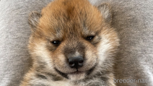 成約済の広島県の柴犬-274105の7枚目