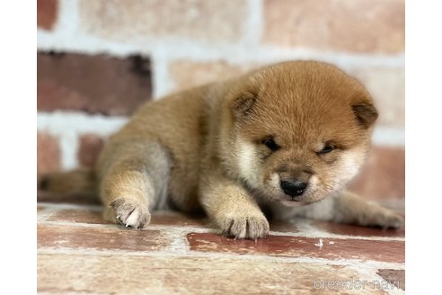 成約済の福岡県の豆柴-276066の12枚目