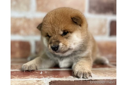 販売中の福岡県の豆柴-276066の4枚目