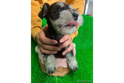 成約済の静岡県のミニチュアシュナウザー-274137の3枚目
