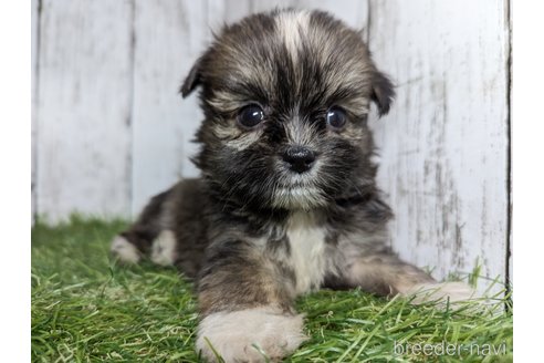 成約済の三重県のミックス犬-276089の3枚目