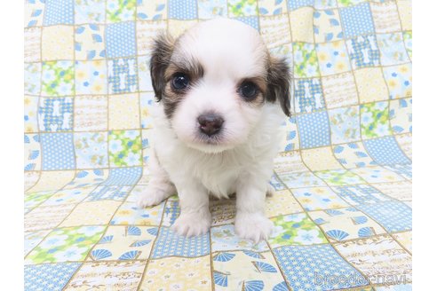 成約済の千葉県のチワワ(ロングコート)-276100の30枚目