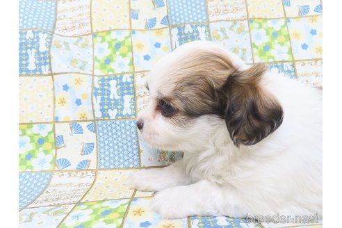 成約済の千葉県のチワワ(ロングコート)-276100の28枚目