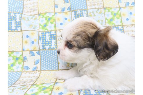 成約済の千葉県のチワワ(ロングコート)-276100の30枚目