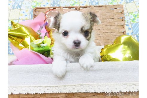 成約済の千葉県のチワワ(ロングコート)-276102の50枚目