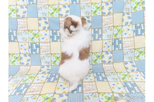 成約済の千葉県のチワワ(ロングコート)-276102の47枚目