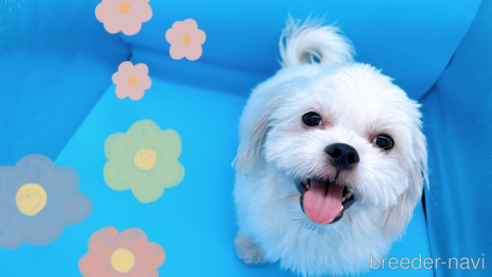 成約済の東京都のミックス犬-251970の3枚目