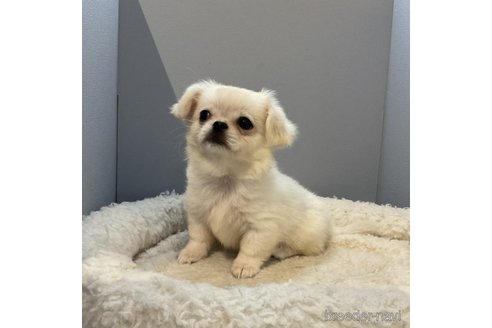 成約済の北海道のミックス犬-270136