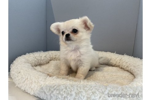 成約済の北海道のミックス犬-270136の5枚目