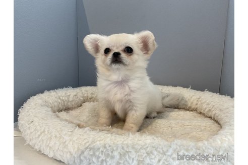 成約済の北海道のミックス犬-270136の4枚目
