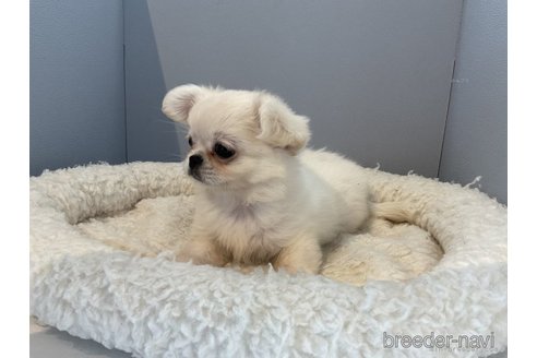 成約済の北海道のミックス犬-270136の2枚目