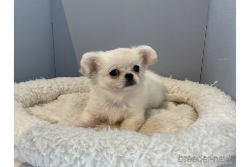 成約済の北海道のミックス犬-270136の3枚目