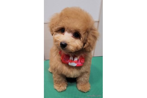 成約済の栃木県のトイプードル-269967の10枚目