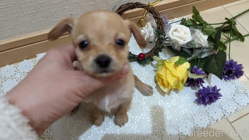 成約済の広島県のチワプー:チワワ×トイプードル-276158の27枚目