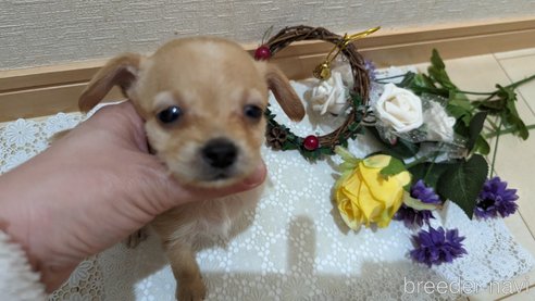 成約済の広島県のチワプー:チワワ×トイプードル-276158の26枚目