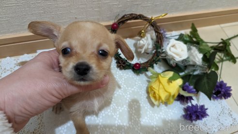 成約済の広島県のチワプー:チワワ×トイプードル-276158の25枚目
