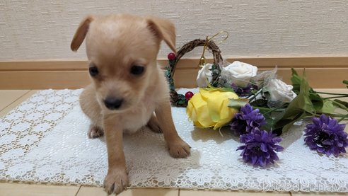 成約済の広島県のチワプー:チワワ×トイプードル-276158の23枚目
