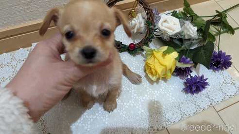成約済の広島県のチワプー:チワワ×トイプードル-276158の22枚目