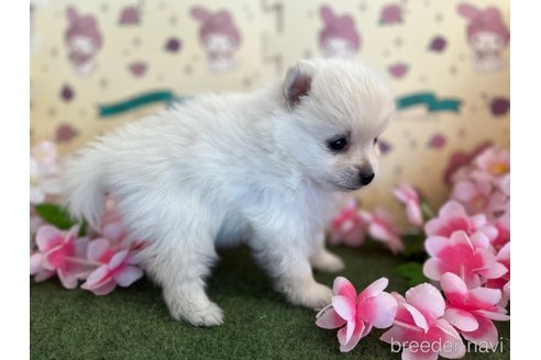 成約済の栃木県のポメラニアン-276170の9枚目