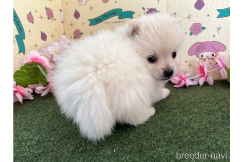 成約済の栃木県のポメラニアン-276170の6枚目