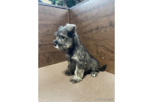 成約済の東京都のミニチュアシュナウザー-276169の2枚目