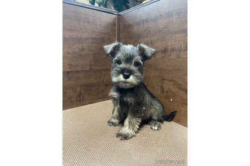 成約済の東京都のミニチュアシュナウザー-276169の3枚目