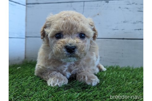 成約済の香川県のビションプー:ビションフリーゼ×トイプードル-276172の3枚目