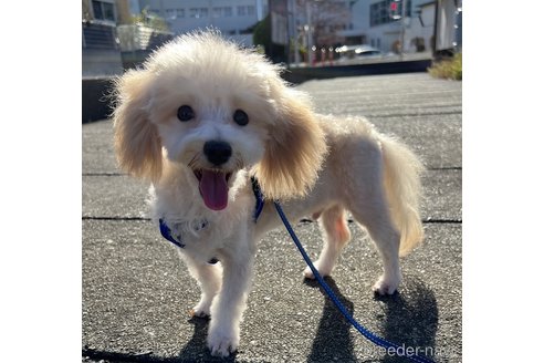 成約済の埼玉県のマルプー:マルチーズ×トイプードル-256281の9枚目