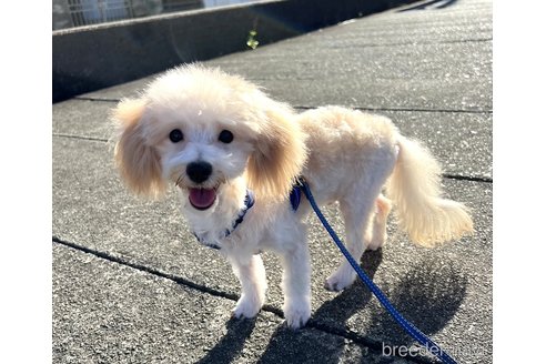 成約済の埼玉県のマルプー:マルチーズ×トイプードル-256281の5枚目