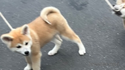 販売中の東京都の秋田犬-276219