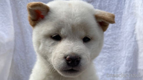 成約済の広島県の柴犬-273343の1枚目