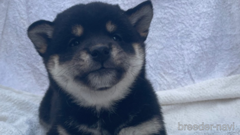 成約済の広島県の柴犬-273316の1枚目