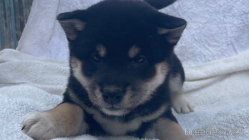 成約済の広島県の柴犬-273316の2枚目