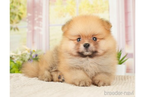 成約済の神奈川県のポメラニアン-276249の11枚目