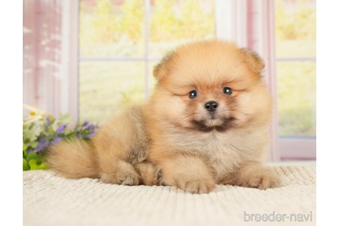 成約済の神奈川県のポメラニアン-276249の12枚目