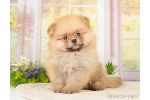 成約済の神奈川県のポメラニアン-276249の13枚目