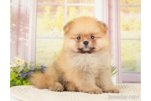 成約済の神奈川県のポメラニアン-276249の14枚目