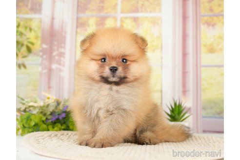 成約済の神奈川県のポメラニアン-276249の4枚目