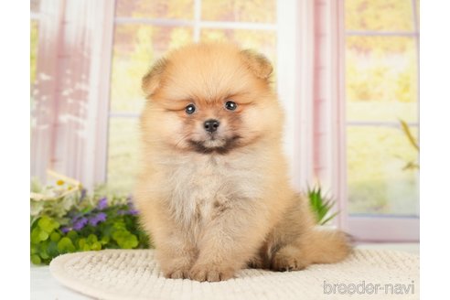 成約済の神奈川県のポメラニアン-276249の5枚目