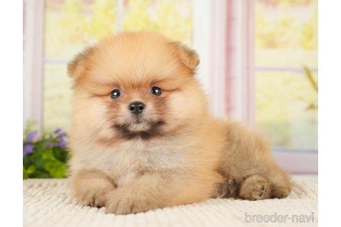 成約済の神奈川県のポメラニアン-276249の6枚目